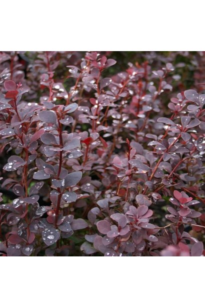 Барбарис тунберга Шоколат Саммер колір